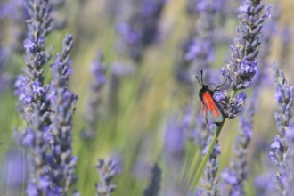 Red butterfly on blooming Lavender flowers