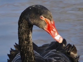 Head of a black swan (Cygnus atratus), macro, North Rhine-Westphalia, Germany, Europe