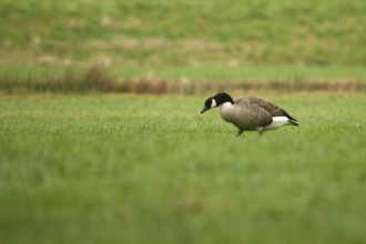 Canada goose foraging