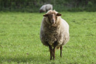 Coburg chestnut sheep on the pasture