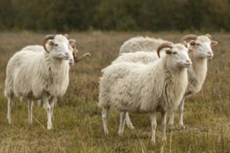 White horned Heidschnucken in the moor
