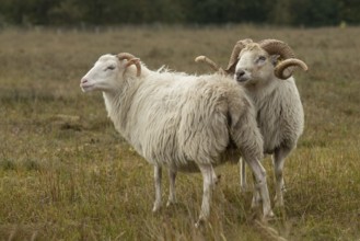 White horned Heidschnucken in the moor
