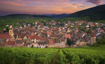View of Riquewihr from the top of the hill with a vineyard on the foreground