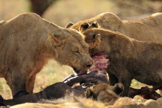 Pride of lions feeding on a buffalo