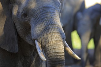 Elephant portrait