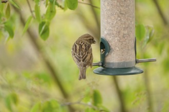 Sparrow eating seeds from a feeder. seasonal bird feeding. Bad Salzschlirf, Hessen, Germany, Europe