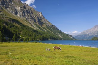 Lake Sils. It is a lake in the Upper Engadine valley, Grisons, Switzerland, Europe