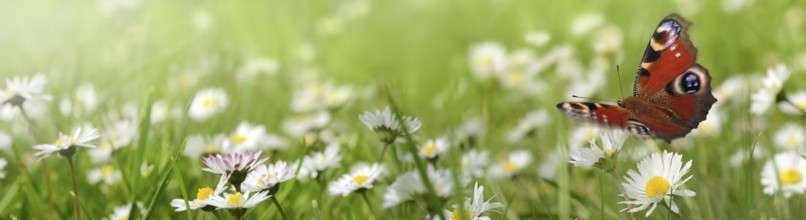 Flowers 691