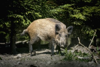 A lone wild boar moves relaxed through the forest