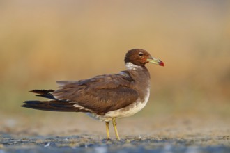 Hemprich's Gull, (Ichthyaetus hemprichii), (Larus hemprichii), Fish Eagle Gull Salalah, Raysut,