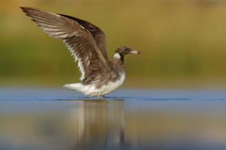 Hemprich's Gull, (Ichthyaetus hemprichii), (Larus hemprichii), Fish Eagle Gull Salalah, Raysut,