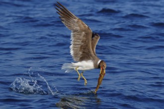 Hemprich's Gull, (Ichthyaetus hemprichii), (Larus hemprichii), Fish Eagle Gull Salalah, Off Mirbat,