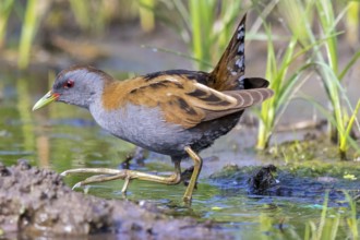 Little Crake, Little Crake, Small Crake, (Porzana parva), biotope, habitat, foraging, family of