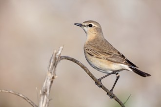 Isabelline Wheatear, (Oenanthe isabellina), biotope, habitat, foraging, animals, birds, songbird,