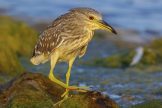 Black-crowned Night Heron, Night Heron, Black-crowned Night-Heron, Nycticorax nycticorax, Bihoreau