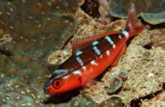 Neon Fusilier, Pterocaesio tile, Bali, Indian Ocean, Indonesia, Asia