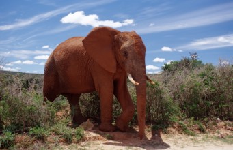 African elephant, Loxodonta africana, South Africa, Addo Elephant National Park, Africa