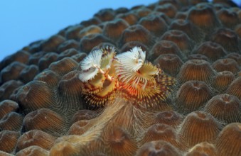 Spiral tube worm, Spirobranchus giganteus, Netherlands Antilles, Bonaire, Caribbean, Caribbean Sea