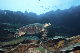 Hawksbill sea turtle, Eretmochelys imbricata, Marovo Lagoon, Solomon Islands, Oceania