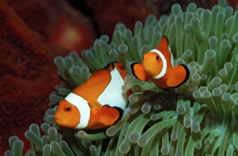 Two orange skunk clownfish, Amphiprion ocellaris, Indonesia, Bali, Indian Ocean, Asia