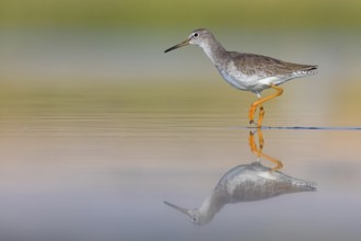 Redshank, (Tringa totanus), Animals, Birds, Snipe family, Raysut, Salalah, Sohar, Oman, Asia