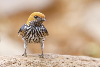 Maiden Swallow, (Cecropis abyssinica), (Hirundo abyssinica), family of swallows, biotope, habitat,