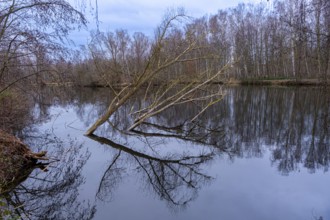Tilted trees in the Denstorf ponds are reflected in the water surface, Vechelde, Lower Saxony,