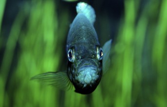 Sunfish, Lepomis gibbosus, North America, America, USA, Florida, North America