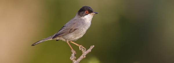 Velvet-headed warbler, (Sylvia melanocephala), warbler family, biotope, habitat, perch, foraging,