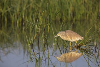 Squacco heron, heron, animals, birds, biotope, foraging, (Ardeola ralloides), Lesbos, Greece,