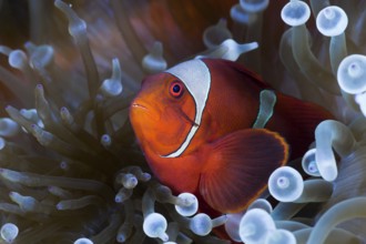 Spiny anemonefish in white bubble anemone, Premnas aculeatus, Entacmaea quadricolor, Cenderawasih