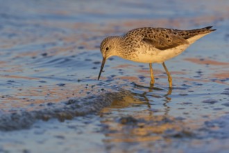 Pond sandpiper, (Tringa stagnatilis), animals, birds, biotope, habitat, foraging, wader, waders,