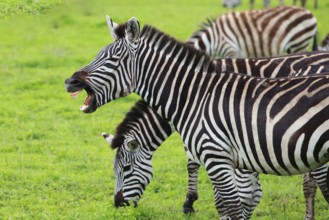 A Plains Zebra shows its teeth, Tanzania, Africa