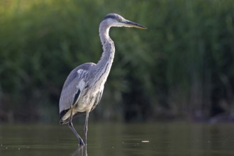 Grey grey heron (Ardea cinerea), Foraging, Boat Trip, Tiszaalpár, Kiskunsági National Park,