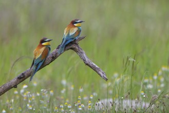 Bee-eater, (Merops apiaster), pair, perch, Tiszaalp-r, Kiskuns-gi National Park, B-cs-Kiskun,