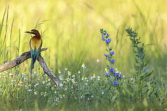Bee-eater, (Merops apiaster), perch, meadow with wildflowers, Tiszaalpár, Kiskunsági National Park,