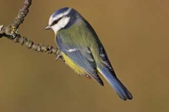 Blue Tit, Cyanistes Caeruleus) on perch, Battenberg, Rhineland-Palatinate, Germany, Europe