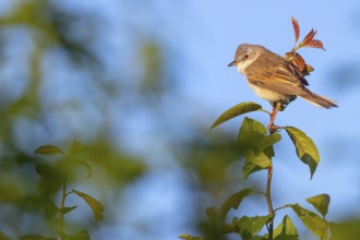 Common whitethroat (Sylvia communis), Fauvette grisette, Curruca Zarcera, Songbird, Shrub Wren,