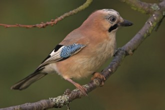 Jay, European Jay, Jay, eurasian jay (Garrulus glandarius), Geai des chênes, Arrendajo Común,