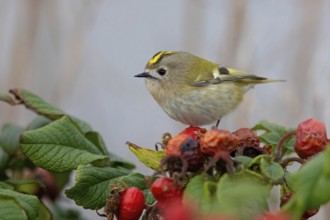 Goldcrest (Regulus regulus), Roitelet huppé, Reyezuelo Sencillo, Heligoland, Schleswig-Holstein,