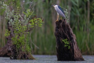 Black-crowned black crowned night heron (Nycticorax nycticorax), Bihoreau gris, HÈron bihoreau,