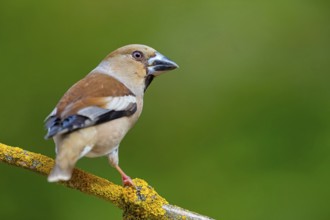 A hawfinch (Coccothraustes coccothraustes), Rhine-Palatinate district, Tiszaalp-r, Kiskuns-gi