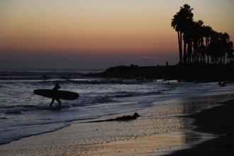 Surfers at sunset on the Pacific Ocean, on the beach in Ventura, California, USA, North America