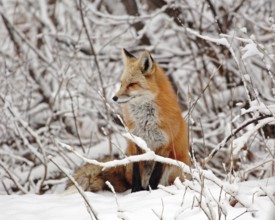 A red fox (Vulpes vulpes), Colorado, United States, North America