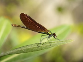 Dragonfly, Dragonfly, Dragonfly, Greece, Lesbos Island, (Crocothemis erythraea), Lesbos, Lesbos