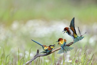 Bee-eater, (Merops apiaster), three animals, perch, Tiszaalpár, Kiskunsági National Park,