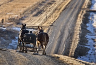 Horses and Carriage in Saskatchewan Canada rural