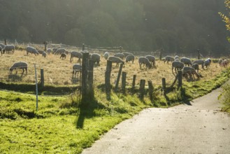 Grassland with sheeps, biking way R1, near Gewissenruh, Wesertal, Weser Uplands, Weserbergland,