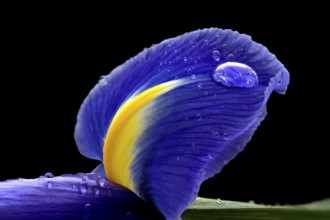 Iris Macro Dew Drops in Studio Natural Light