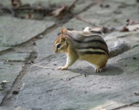 Ground Squirrel Canada Searching for Food Ontario